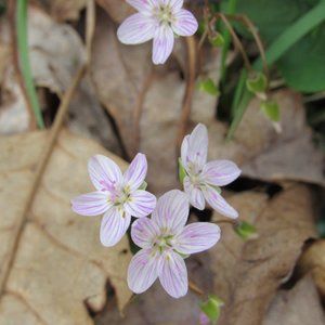 Meet your Posher, Greta